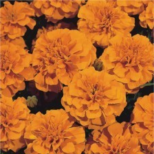 供應優質孔雀草 一二年生草花 虹越花卉_農副產品_世界工廠網中國產品信息庫