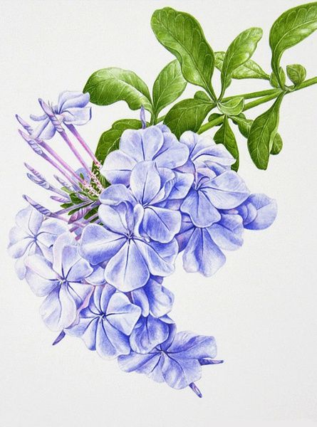 彩鉛花卉手繪