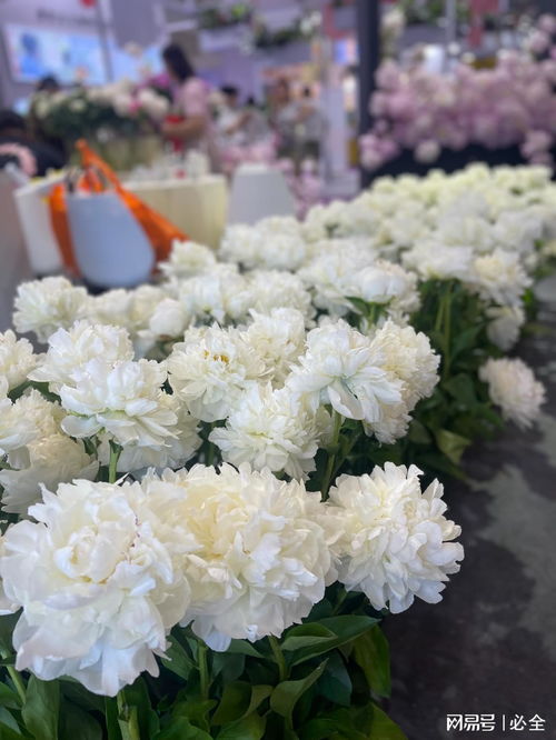 第二十六屆中國國際花卉園藝展覽會上的精品花卉圖片