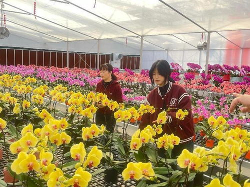 連城縣蘭沁園花卉產業園正式開園