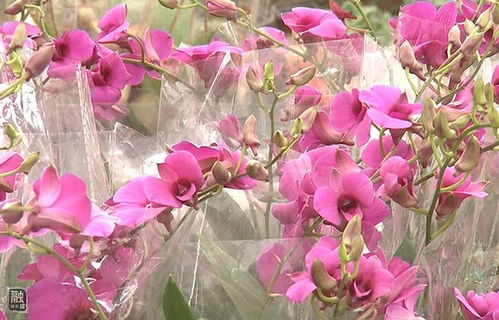 固安花卉市場復工營業 年宵花卉成熱賣商品
