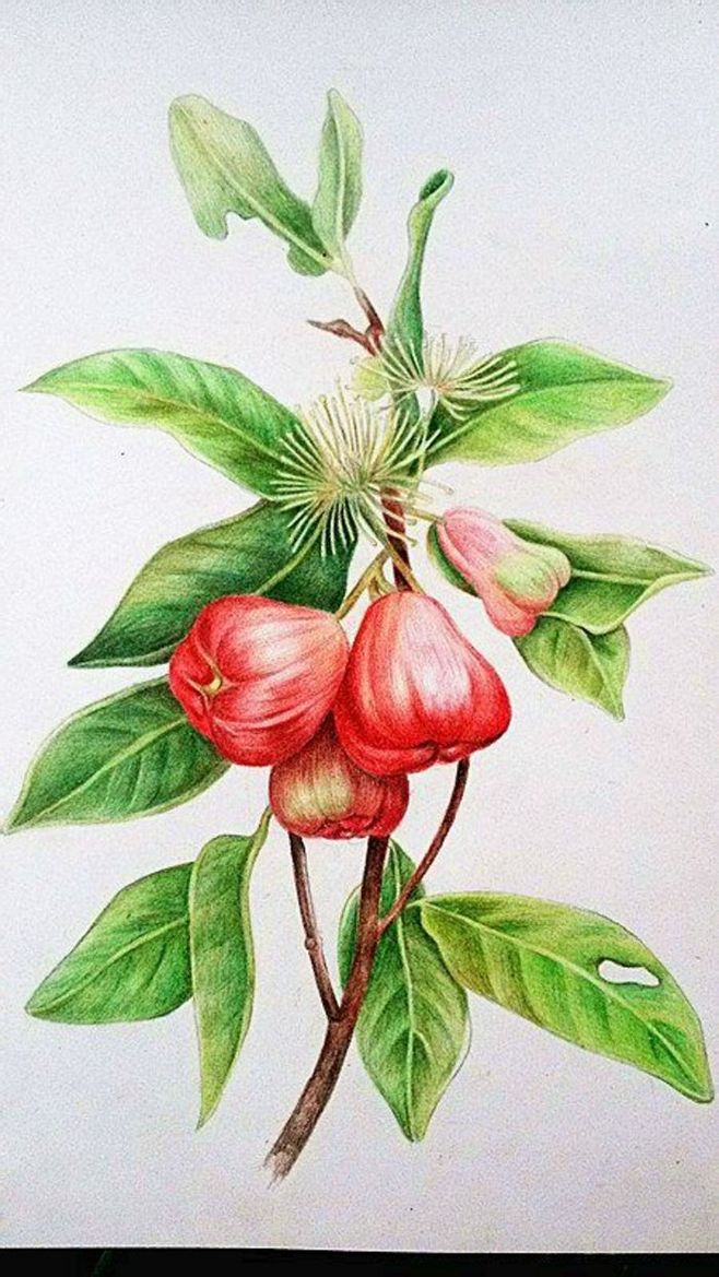 彩鉛花卉