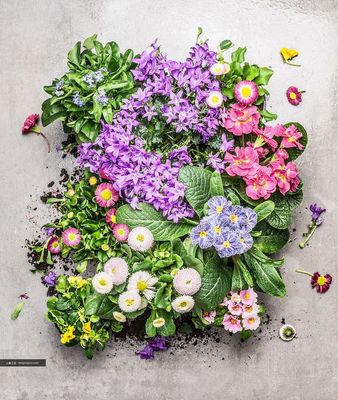 植物花卉園藝背景平面設計素材高清圖