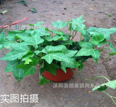 室內盆栽凈化空氣植物 四季常青花卉 吸甲醇 防輻射 常春藤