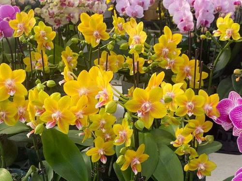 固安 年宵花俏迎新春 花卉市場 年味 濃