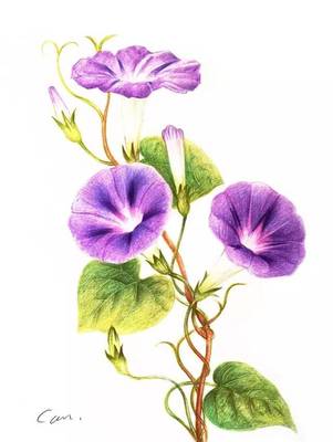 彩鉛花卉