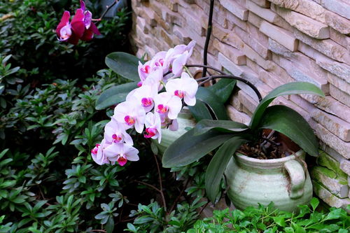 花卉大觀園