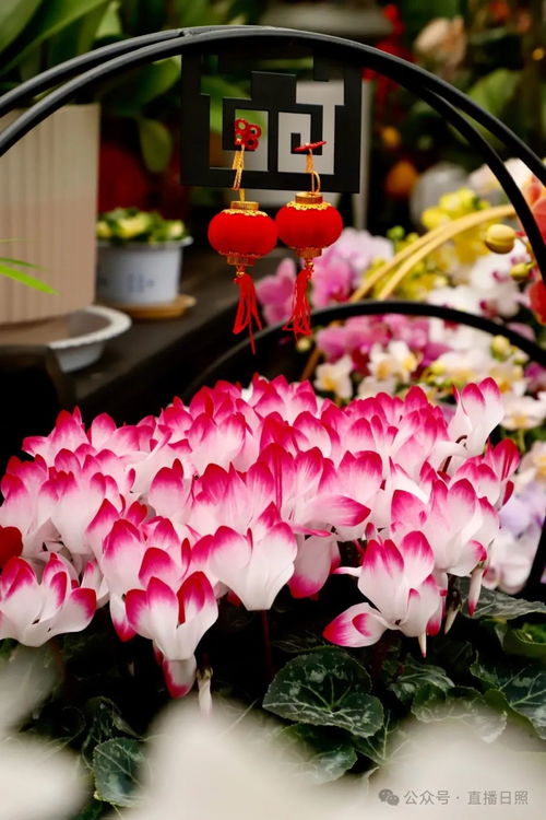 紅火喜慶 日照花卉市場迎來銷售旺季