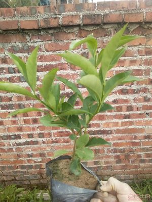 【鴛鴦茉莉園林綠化盆栽花卉、質優價廉】綠化苗木,價格,廠家,供應商,花木,龍海市東泗興輝園藝場 - 產品庫