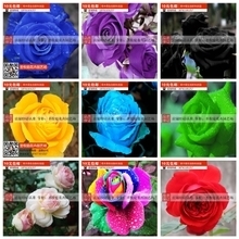【淘寶花卉】最新最全淘寶花卉 產品參考信息