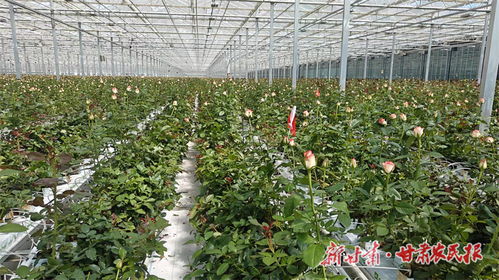 魯鴻宙 深耕現代花卉產業 以實干踐行責任與擔當