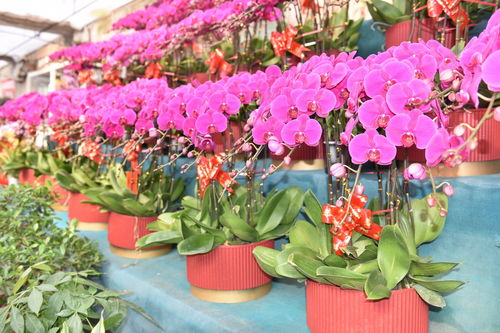 景縣 五彩花卉迎新春 花卉市場人氣旺 央廣網