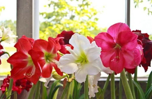 家養(yǎng)此款花卉,漂亮易爆盆,陽臺變 花海 ,越養(yǎng)越喜歡