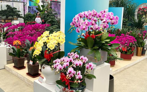 豐臺區(qū)7大花卉市場備貨充足, 五芳獻瑞 成熱門年宵花