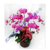 武漢綠植花卉租擺 木本植物 產(chǎn)品