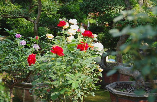 山東青州花卉批發市場 f