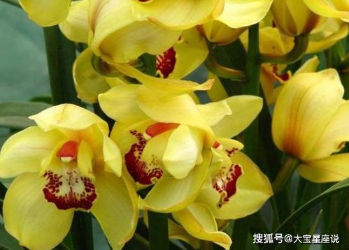 1月12號開始,月色沉醉,將日日相見,爽快復合,終將復合纏綿