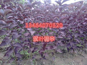紫葉稠李小苗,紫葉稠李接穗,紫葉稠李扦插苗