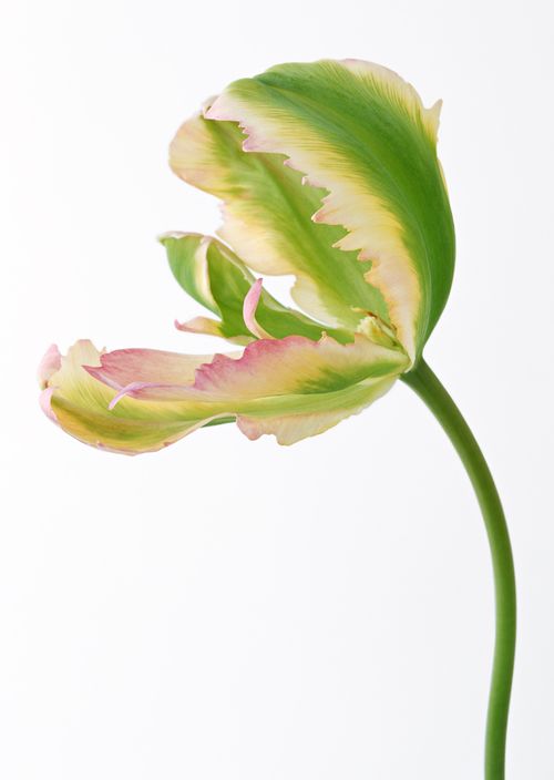 花瓣邊緣呈不規(guī)則形的綠色花朵 精品素材