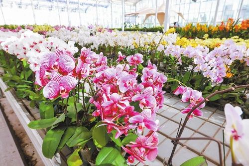 抖音電商發(fā)布產(chǎn)業(yè)帶發(fā)展報告 顏值變產(chǎn)值 直播帶火 鮮花經(jīng)濟