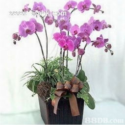 出租婚紗禮服的搜尋結(jié)果 鮮花及禮籃 p1