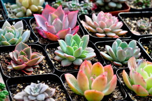易種植美人梅,供應(yīng)江蘇品種好的美人梅,易種植美人梅,供應(yīng)江蘇品種好的美人梅生產(chǎn)廠家,易種植美人梅,供應(yīng)江蘇品種好的美人梅價格
