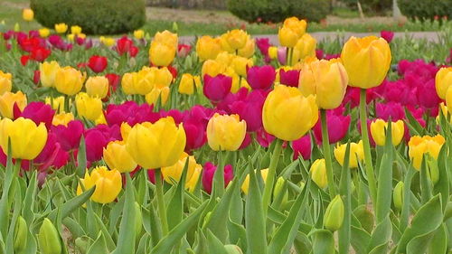 中國花卉博覽園 賞花正當(dāng)時共赴好春光