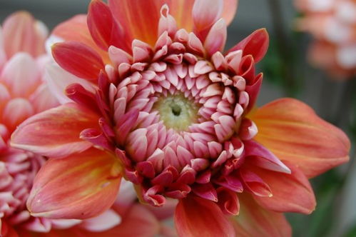 性質(zhì), 開花, 廠, 白色, 葉, 花 花