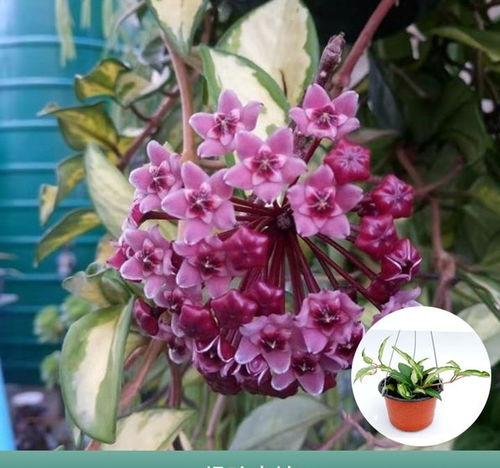 3款花堪稱 花中精品 ,好看又好養(yǎng),一年開花幾次,室內(nèi)盆栽也可以