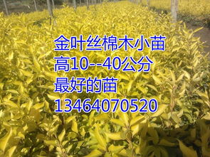 遼寧金葉復(fù)葉槭,開原金葉復(fù)葉槭,金葉復(fù)葉槭小苗