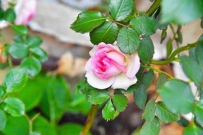 花卉攝影練習(xí)|攝影|靜物|missLois 
