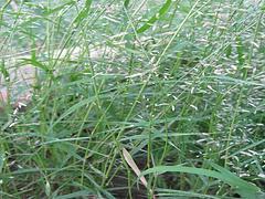 畫眉草供應 濰坊優質的畫眉草·廠家直銷圖片|畫眉草供應 濰坊優質的畫眉草·廠家直銷產品圖片由青州市玉軍水生花卉植物園公司生產提供-