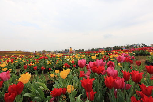 五彩花博園精雕細琢 確保游客玩的開心