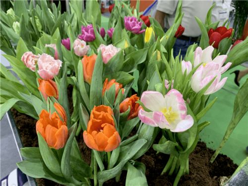 一起盤點(diǎn)北京國際花展上的亮點(diǎn)花卉產(chǎn)品