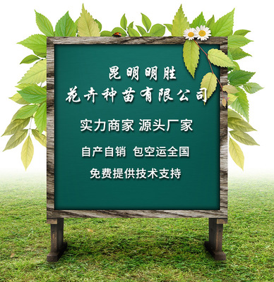 大花月季苗 大花多花四季開花多品種價格優